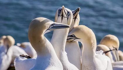 爱游戏官网-利雅得新月中场核心发挥出色，利雅得新月足球俱乐部