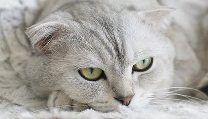 爱游戏体育-PSG.LGD赛区粉丝支持力度加大，psg和lgd不是一队吗